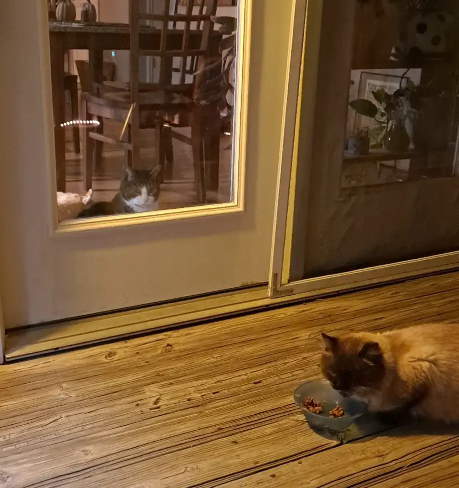 A tabby cat sits inside looking out through a glass door at a second cat eating from a bowl on a wooden deck outside. The…