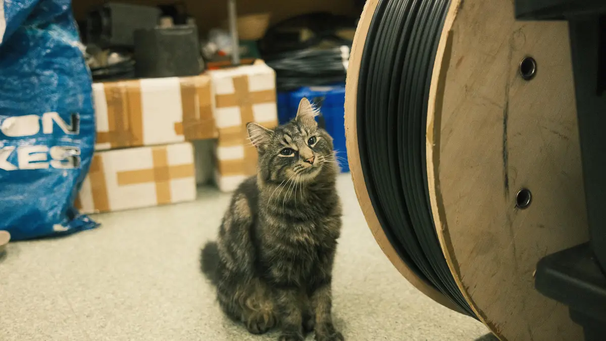 A tabby cat sits on a speckled floor next to a large spool of black cable, looking upward with a weary expression. Behind it…