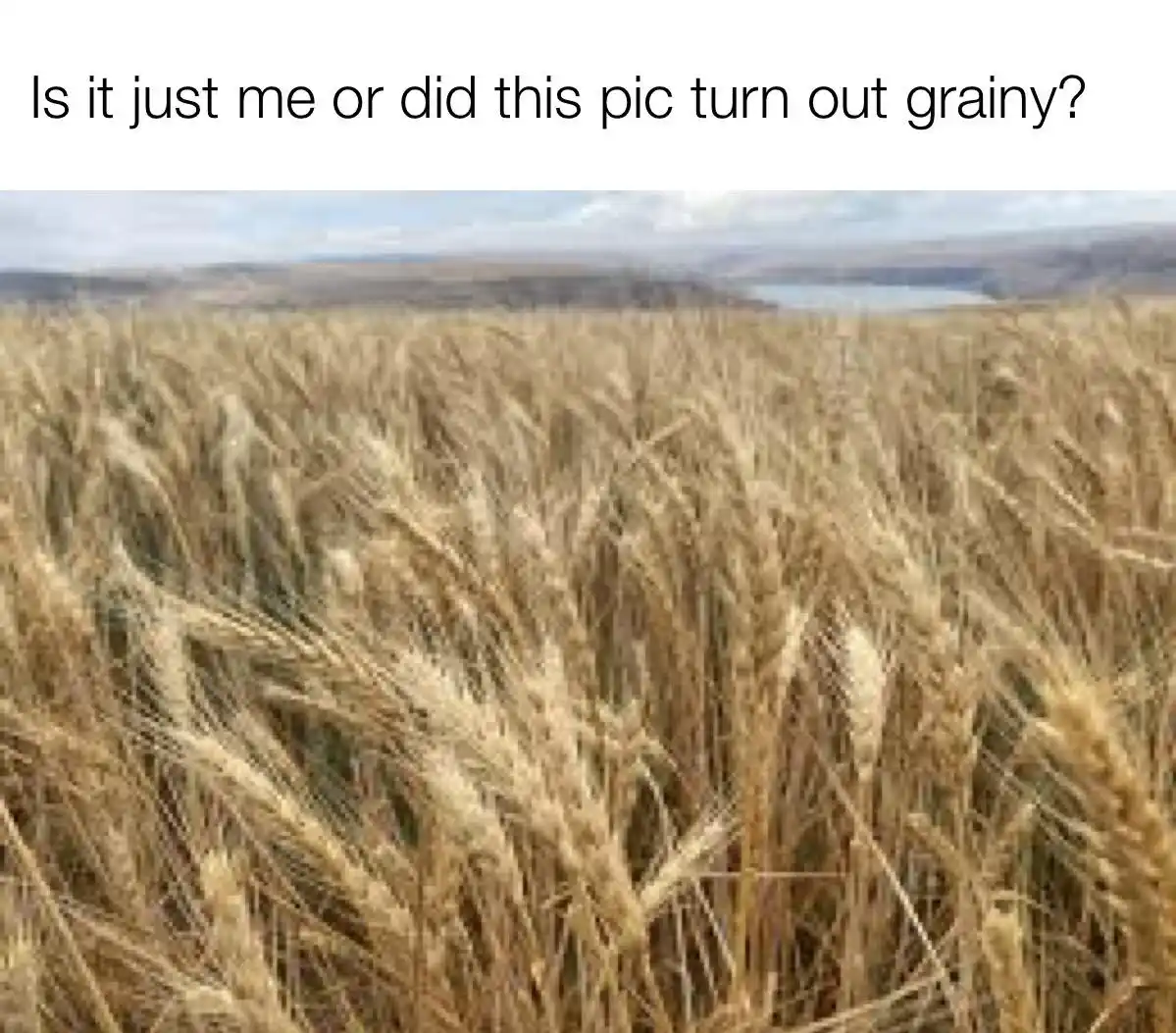 The image shows a field of golden wheat stalks under a cloudy sky, with a distant body of water and hills. The overlaid text…
