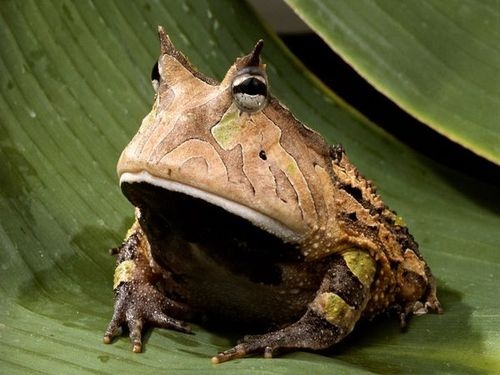It's Wednesday, So Let's Celebrate Frogs!