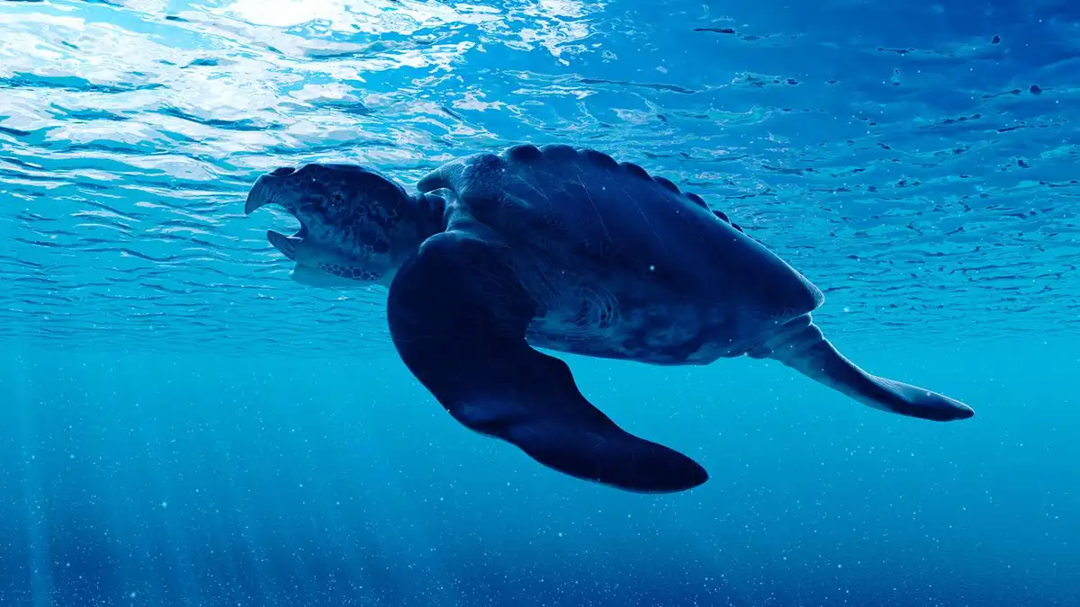 An underwater photograph shows a large sea turtle swimming near the surface with its mouth open, revealing sharp teeth. The…