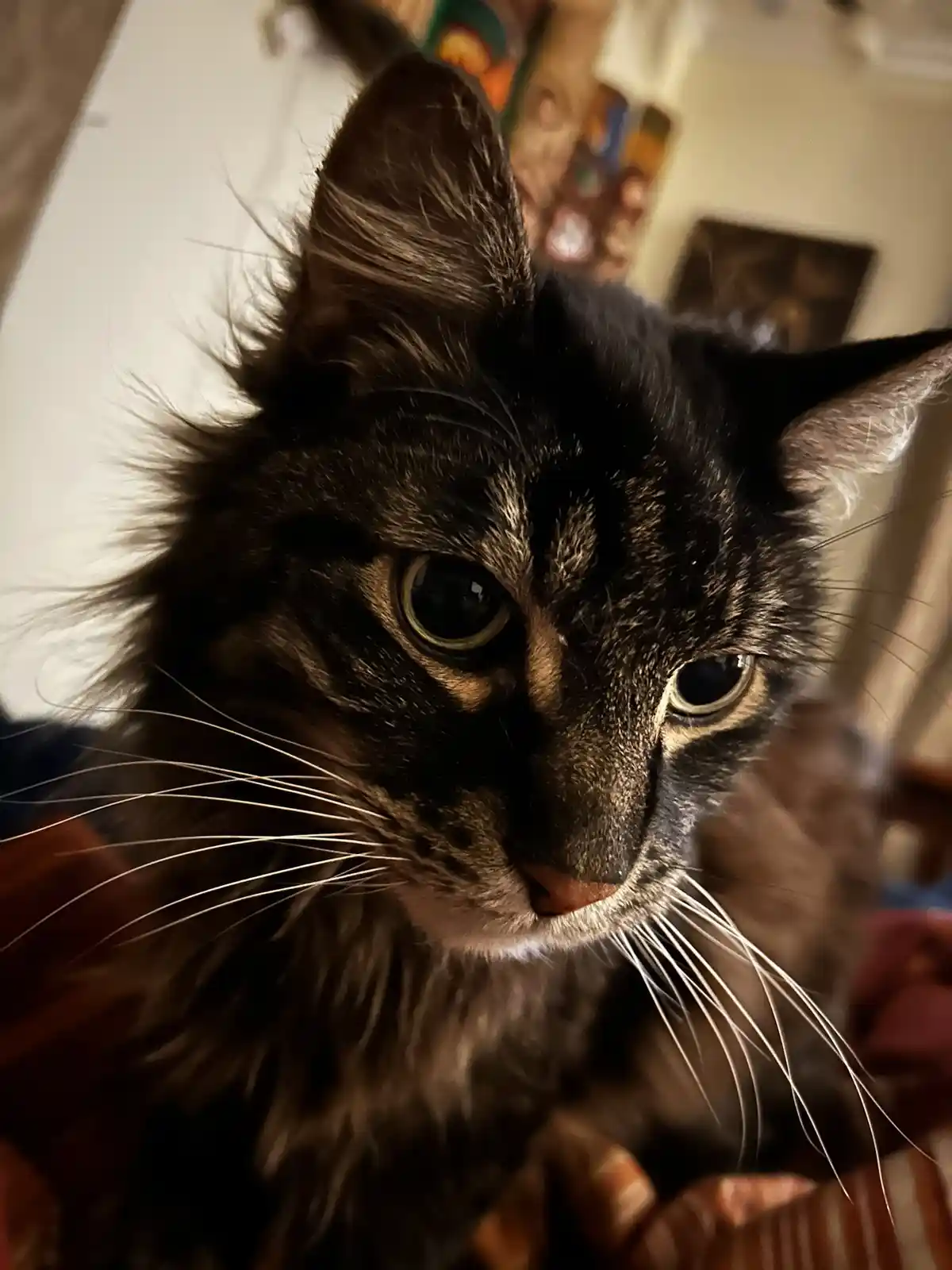 A close-up photo of a fluffy, dark tabby cat with wide, intense eyes staring directly at the camera, its whiskers prominent…
