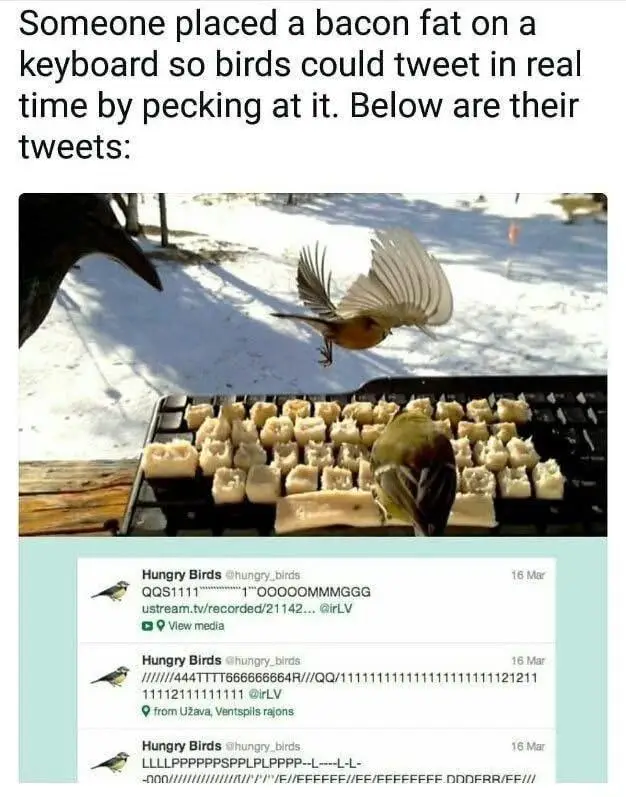 A bird is shown pecking at a keyboard covered in bacon fat, with another bird flying nearby. Below, mock Twitter posts from…