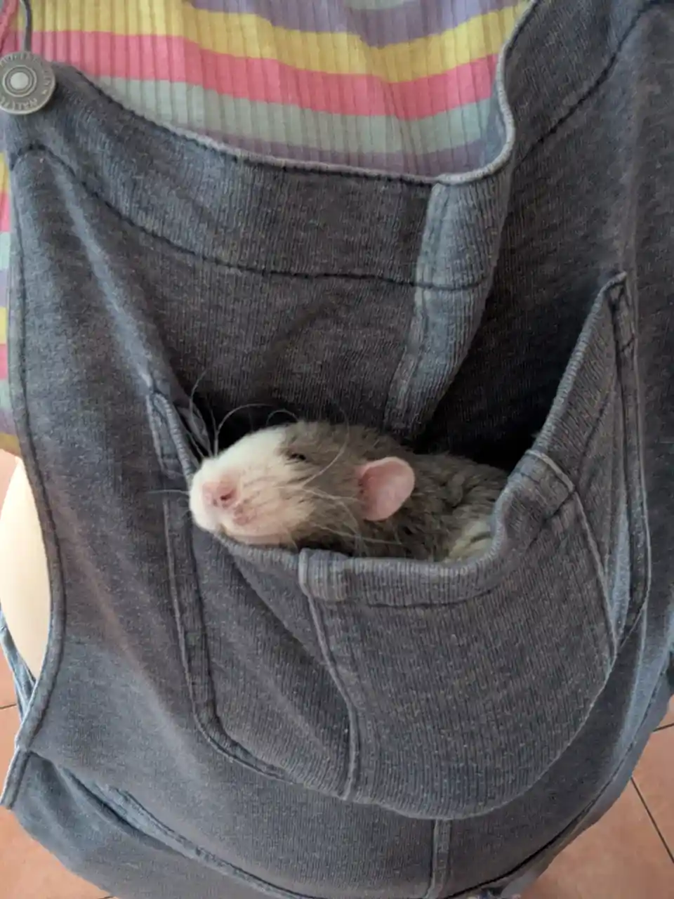 A gray and white rat with pink ears and nose is peeking out from the front pocket of a gray hoodie worn by a person in a…
