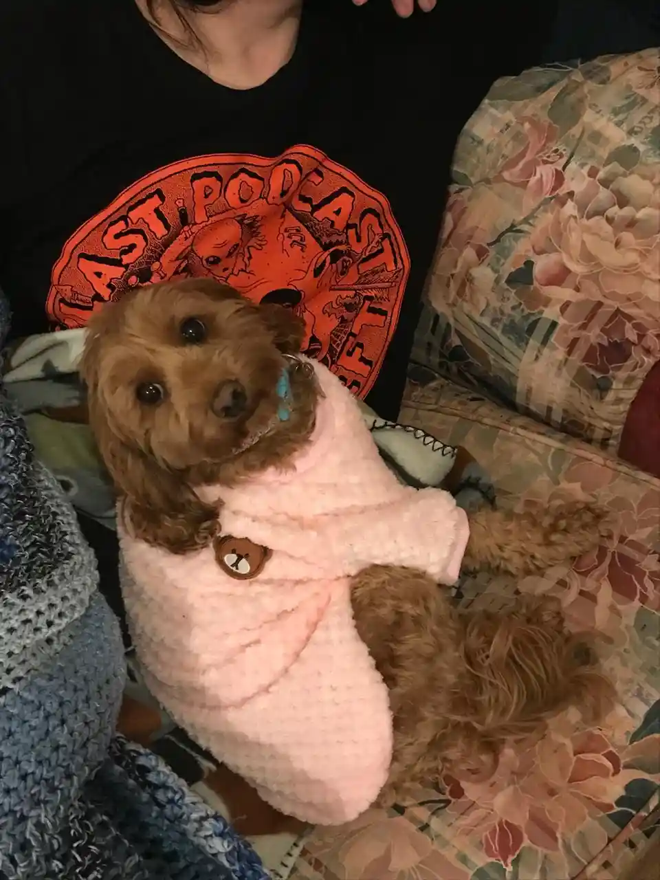 A small brown dog wearing a fluffy pink sweater with a bear button sits on a floral couch, looking directly at the camera…