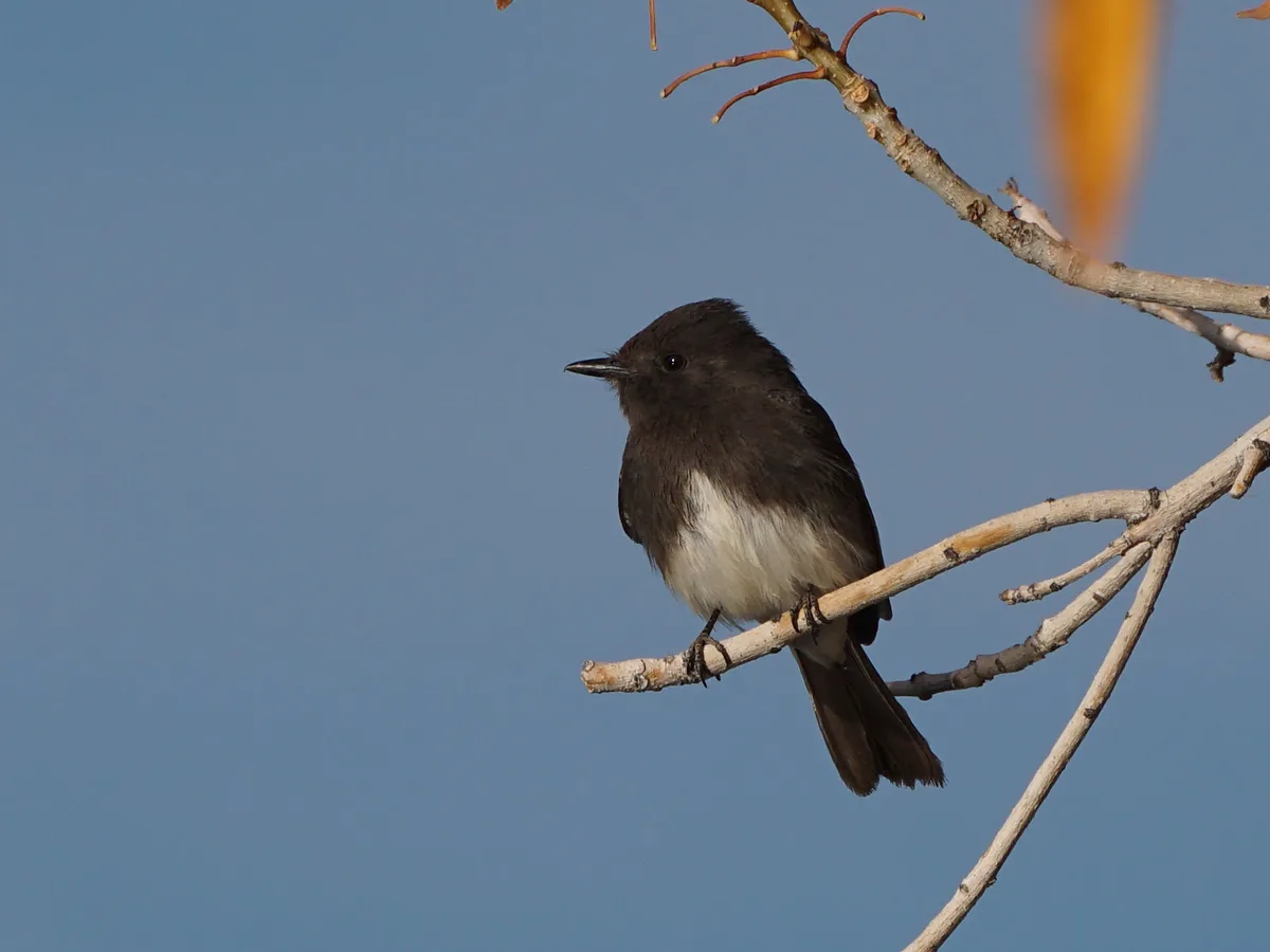 A small dark brown bird with a white belly perched on a bare tree branch against a clear blue sky. The bird appears calm and…