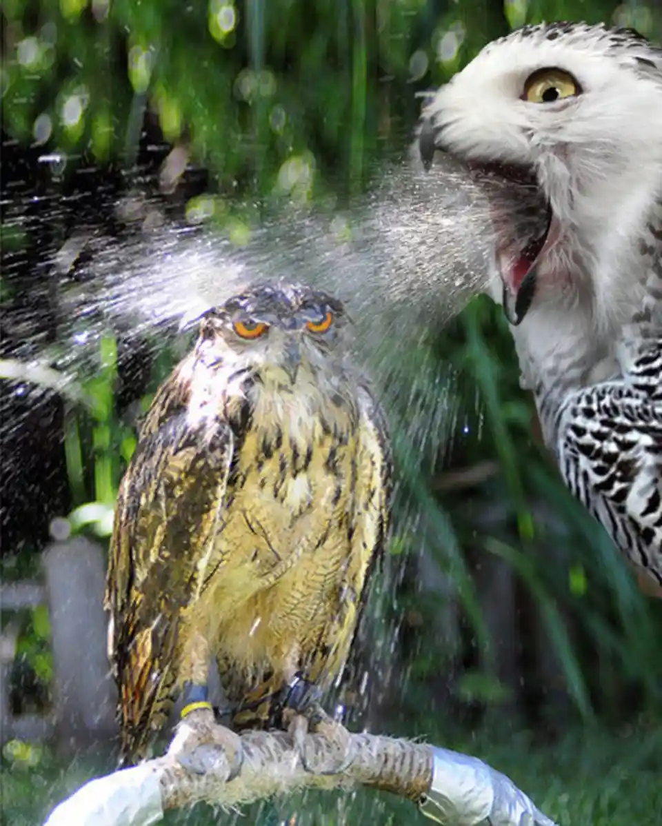A snowy owl with its beak open is spraying water from its mouth onto a smaller, wet owl perched on a branch. The background…