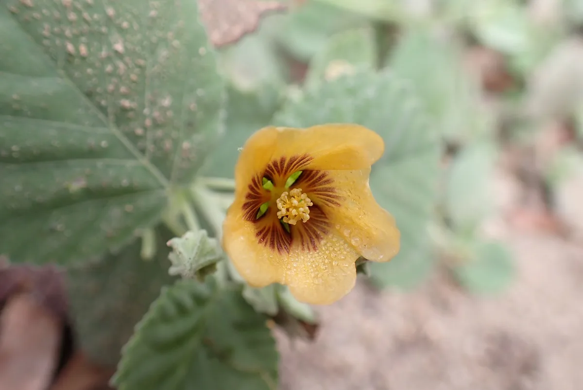 Exploring the Beauty of UCLA Mathias Botanical Garden