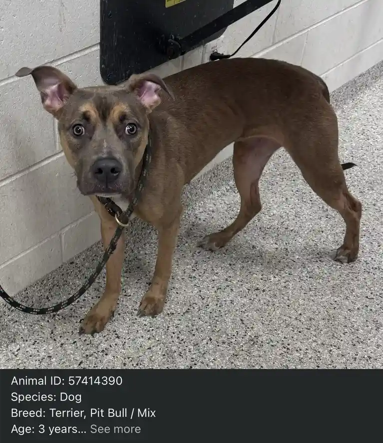 A brown and tan pit bull mix dog with wide, pleading eyes stands on a speckled floor next to a cinder block wall, wearing a…