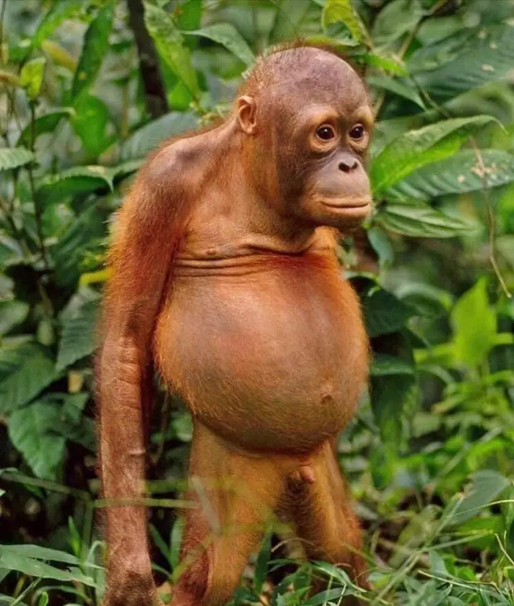 A baby orangutan stands in a lush green jungle, its torso appearing unusually rounded and swollen, resembling a human belly…
