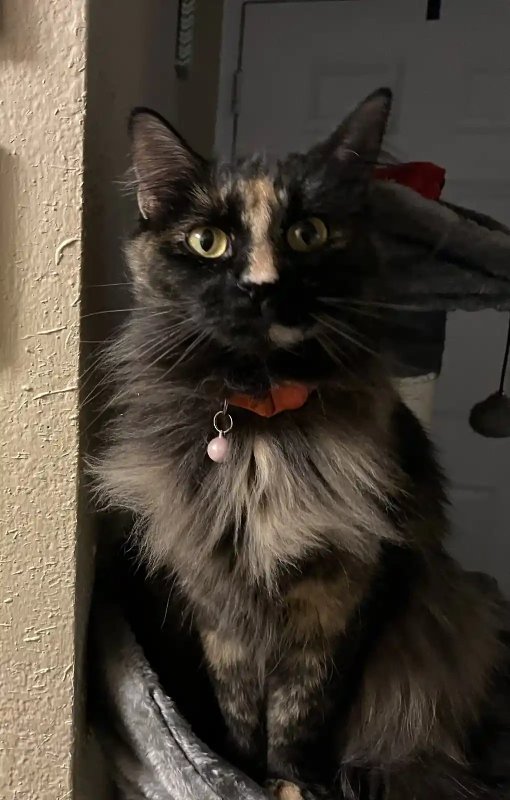 A long-haired tortoiseshell cat with wide, startled yellow eyes sits in a dark room, wearing an orange collar with a pink…