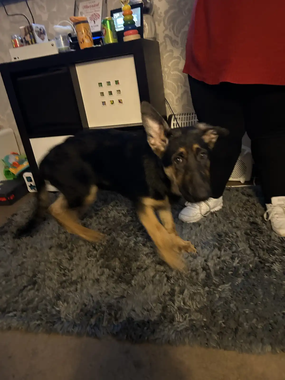 A German Shepherd dog is captured mid-motion on a grey shag rug, appearing to be in a playful or slightly clumsy pose with…