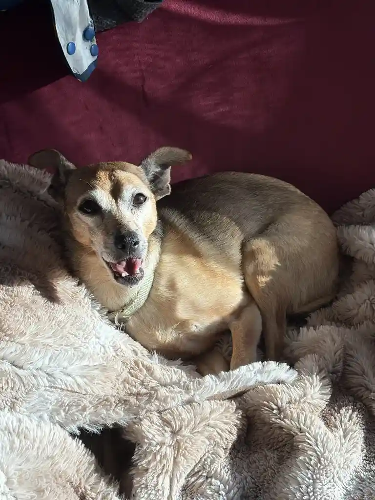 A tan and brown dog with floppy ears and a green collar lies comfortably on a fluffy beige blanket, looking directly at the…