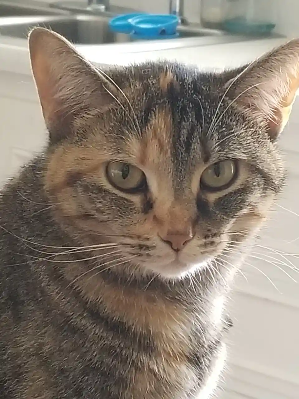 A close-up photo of a tortoiseshell cat with wide, unimpressed green eyes staring directly at the camera, conveying a look…