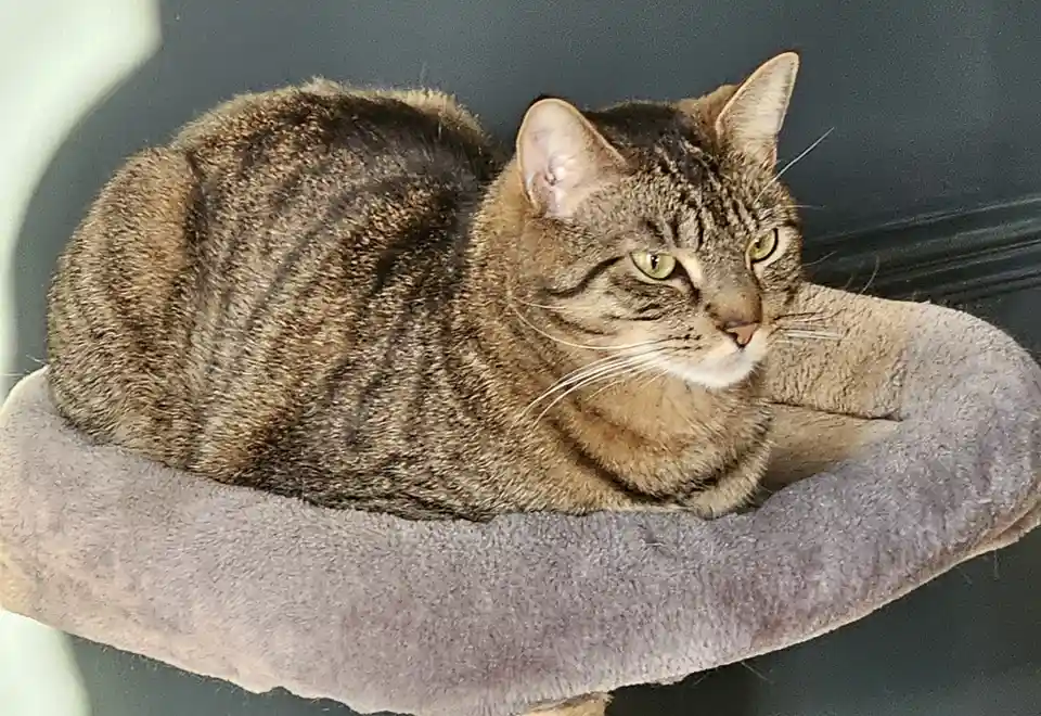 A tabby cat with green eyes is curled up and resting on a plush, gray cat bed. The cat has a calm, slightly unimpressed…