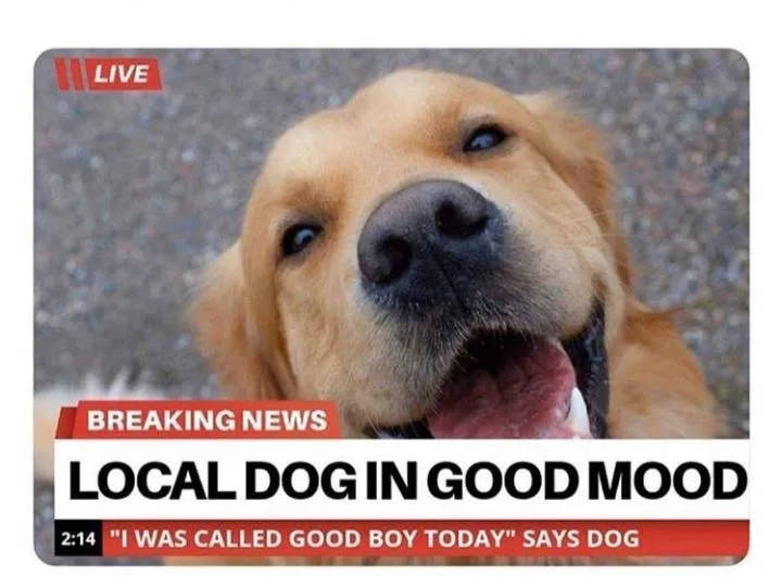 Breaking Barking News!