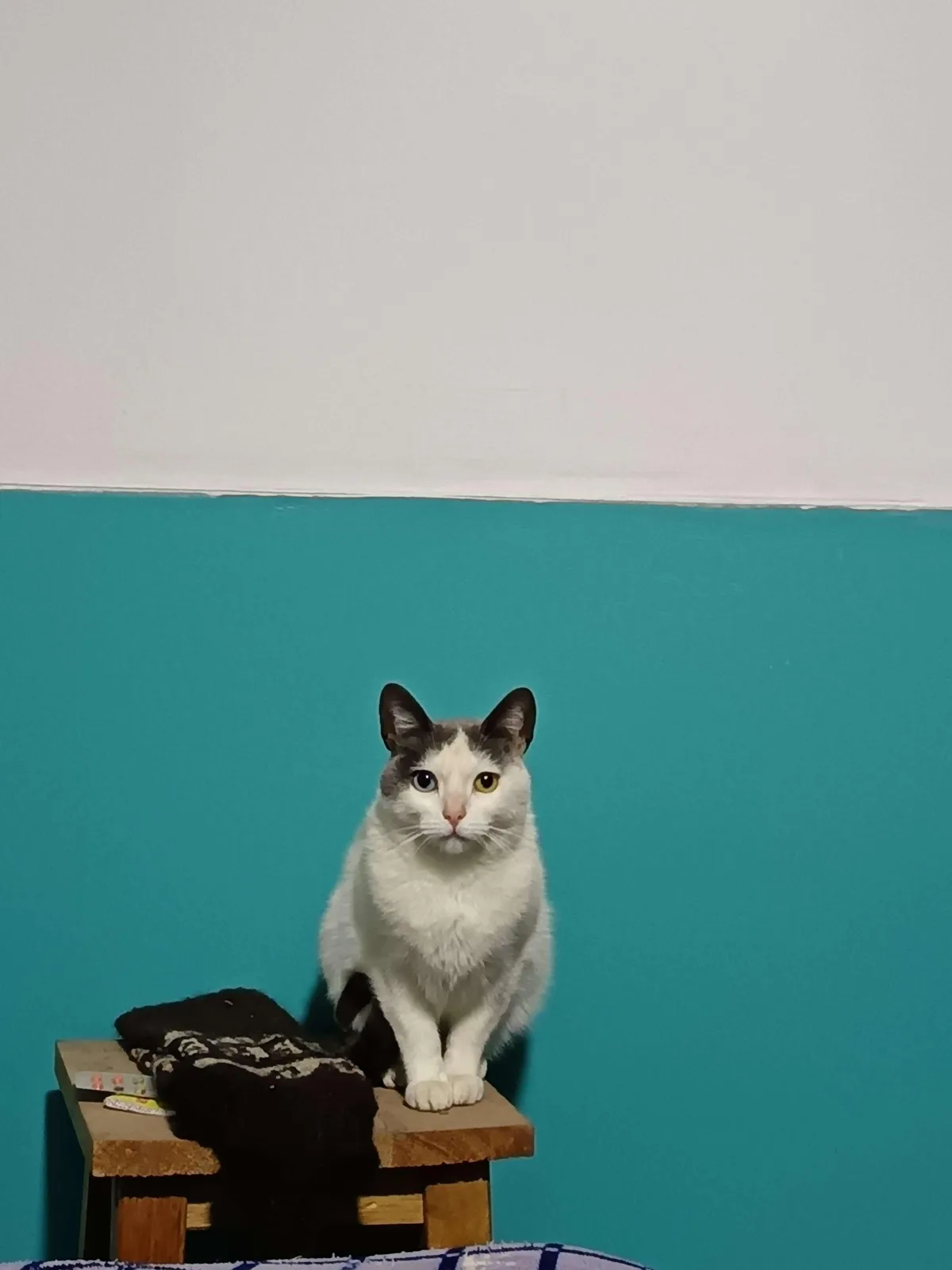 A white and gray cat with one blue eye and one yellow eye sits upright on a small wooden stool against a two-toned wall. The…