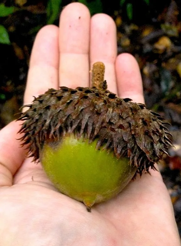 a person's open palm holds a disproportionately large, green acorn with a spiky brown cap, set against a blurred natural…