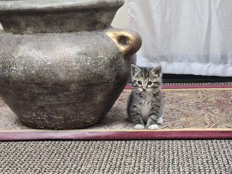 A small tabby kitten with white paws sits on a patterned rug next to a large, textured ceramic pot with a gold handle. The…