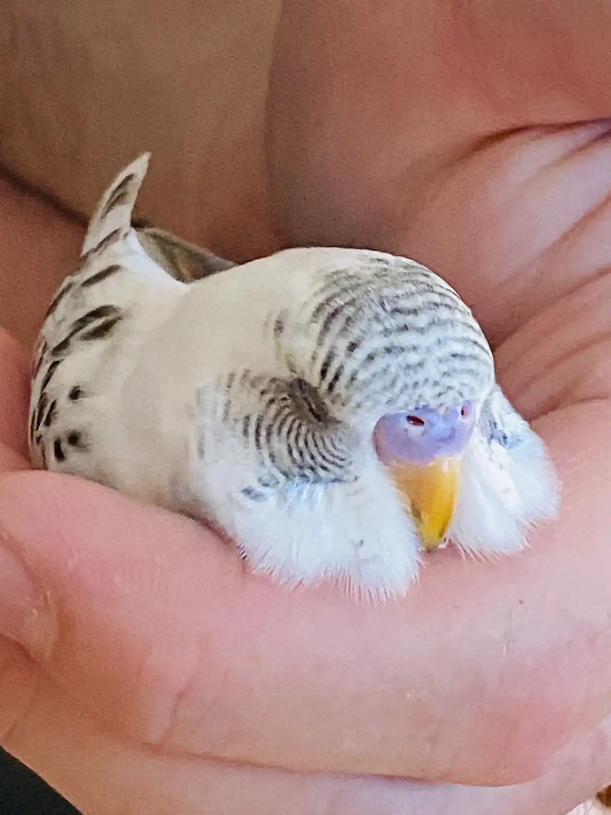 A small, white and grey striped budgerigar is curled up tightly in a person's open palm, appearing very sleepy or resting…