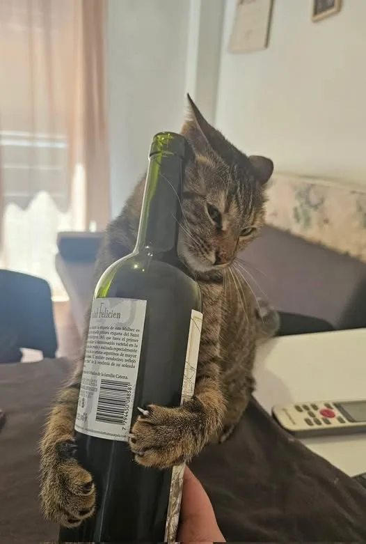 A tabby cat is seen holding a green wine bottle with its front paws, looking directly at the camera with a serious…