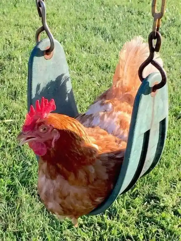 Epic Chicken Swing Adventure