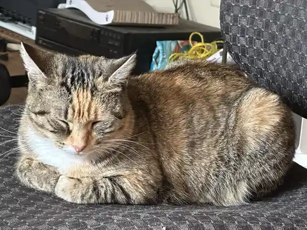 A tabby cat with a white chest is curled up and sleeping soundly on a dark gray fabric chair, its eyes closed and paws…