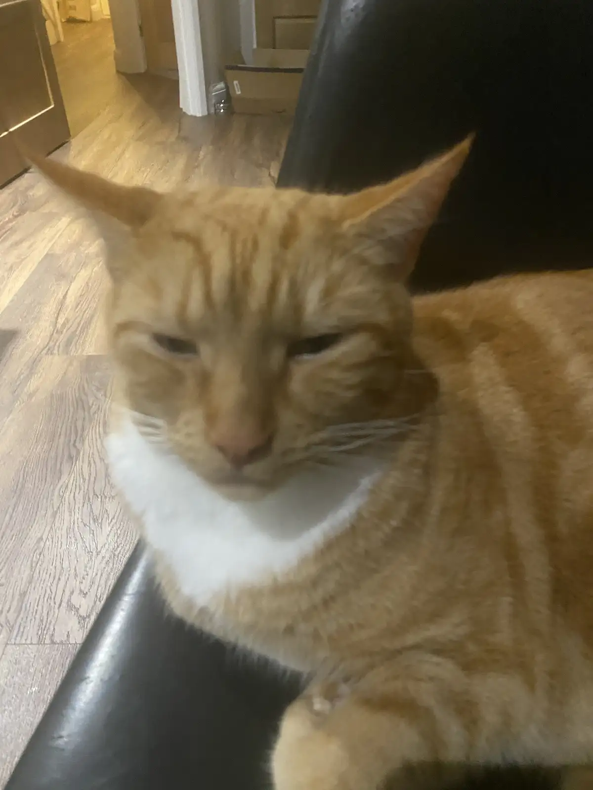 An orange tabby cat with a white chest is lounging on a black chair, looking sleepy and unimpressed with half-closed eyes…