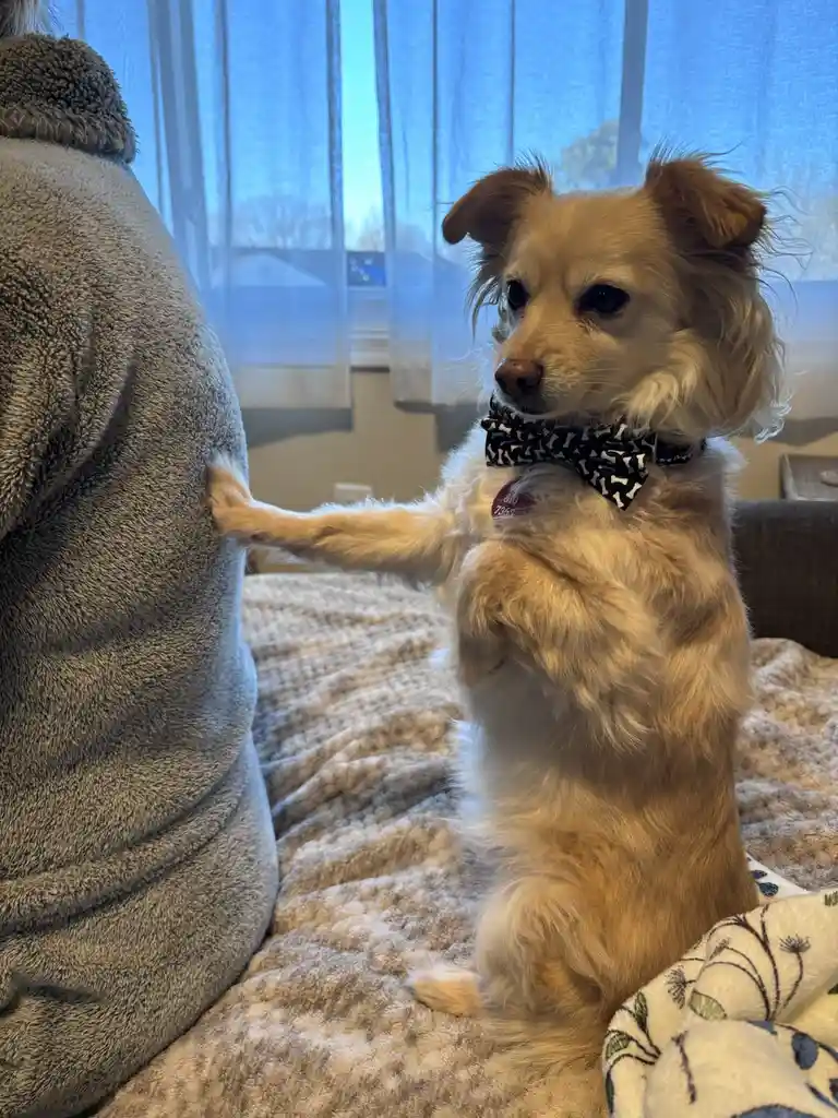 A small, fluffy, light-brown dog wearing a black-and-white bone-patterned bowtie sits upright on a textured blanket, placing…