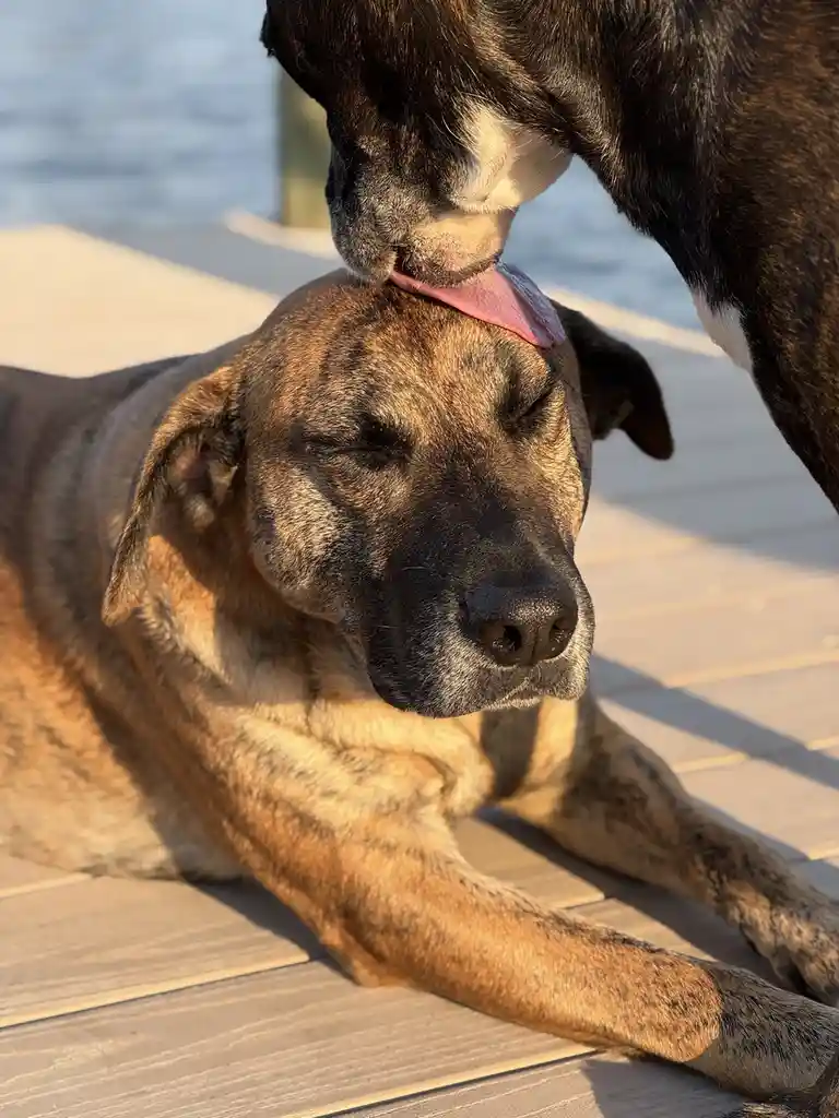 A brindle dog lies calmly on a wooden deck with eyes closed, while another dog licks its head. The overlaid text reads 'i'm…
