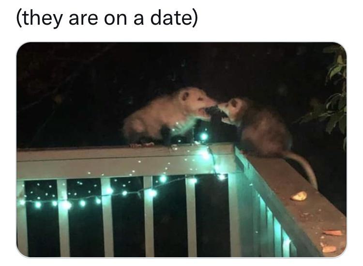 Two opossums are perched on a wooden deck railing at night, facing each other with their snouts touching as if kissing. The…