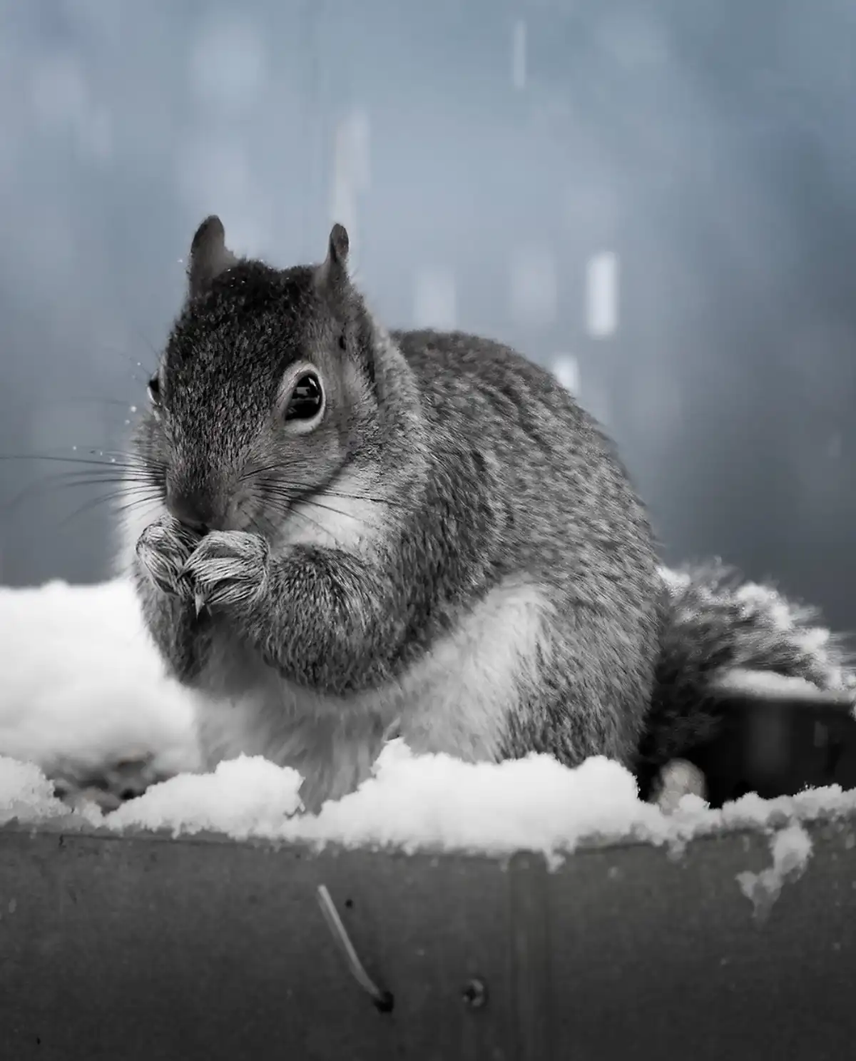 A black-and-white photo of a squirrel sitting in snow, holding food with both paws to its mouth. The text overlaid on the…