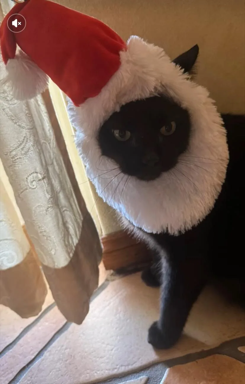 A black cat wearing a red and white Santa hat with a fluffy white collar looks directly at the camera with a serious…