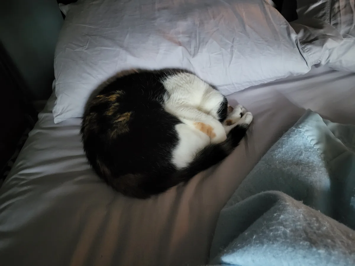 A calico cat is curled up tightly in a ball on a bed with white sheets and pillows, appearing to be sleeping soundly. The…