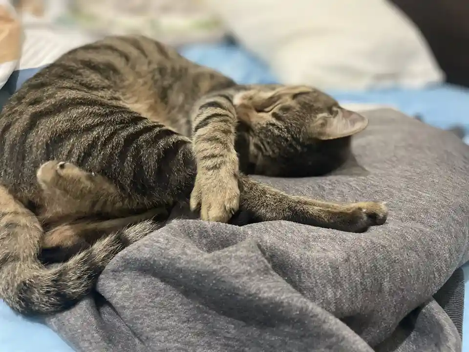 A tabby cat is curled up and sleeping soundly on a grey blanket, with one paw resting near its face and its eyes closed. The…