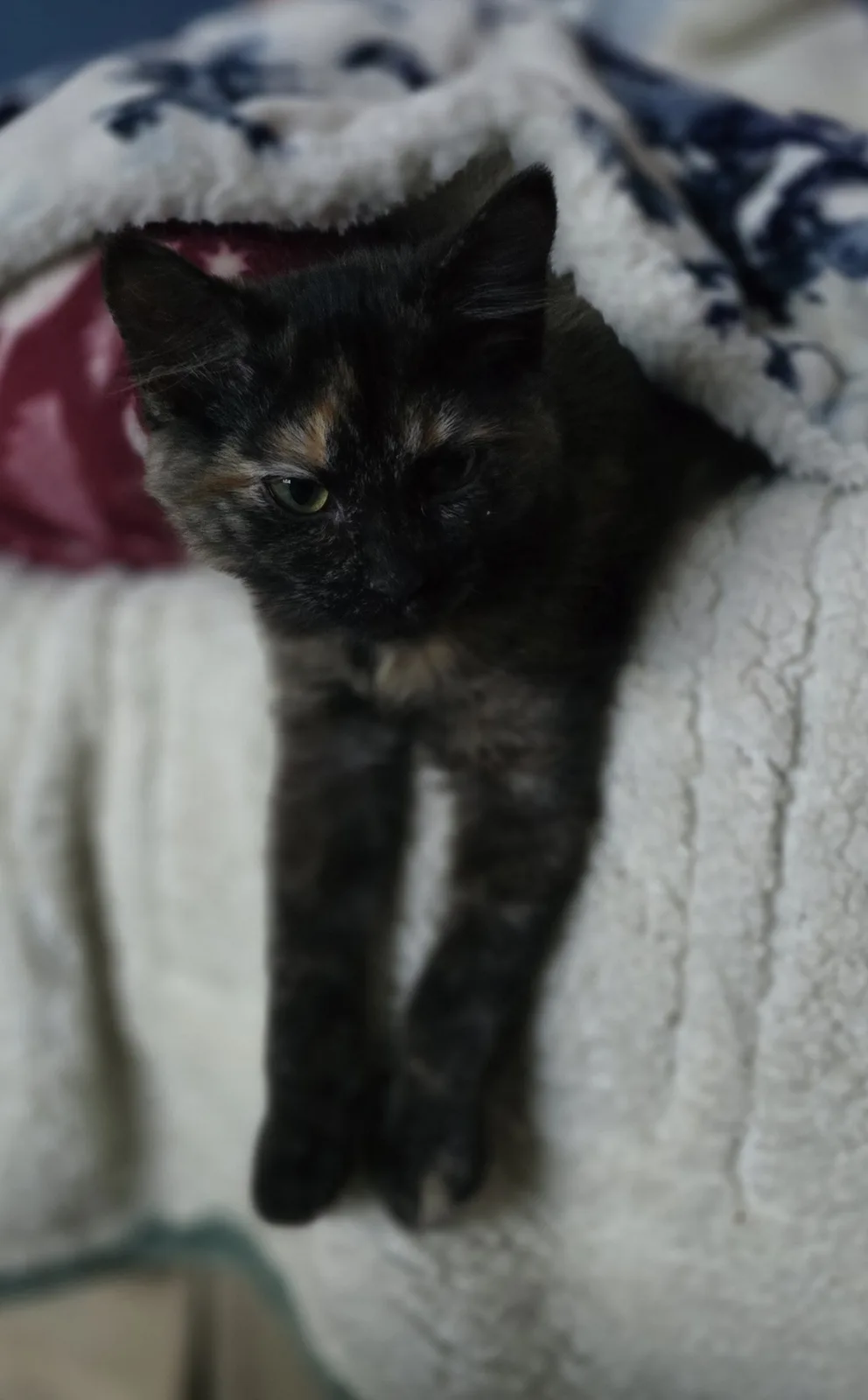 A tortoiseshell cat with one eye open and one eye closed is peeking out from under a white, fluffy blanket with blue and red…