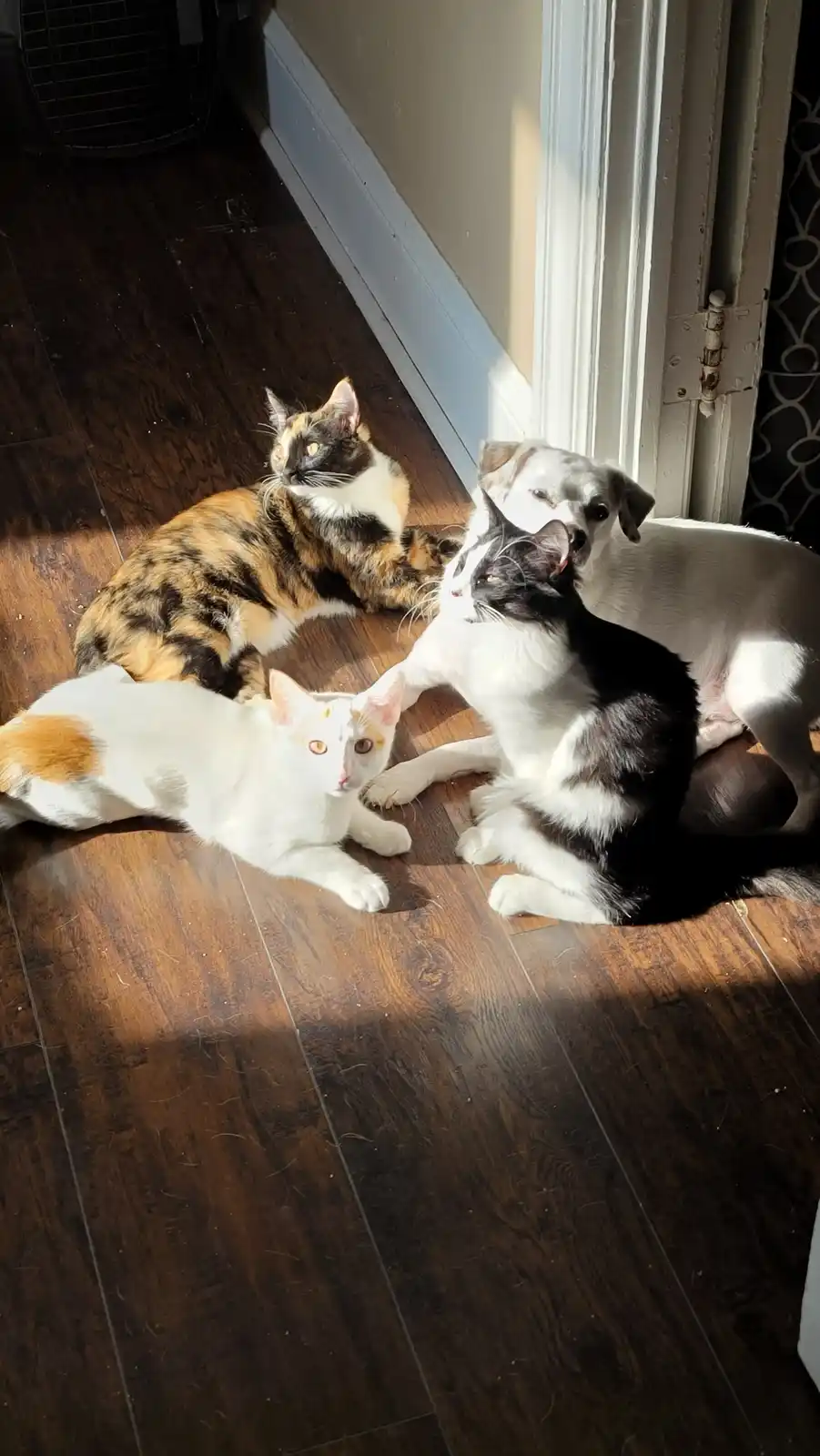 Three cats and one dog are lounging together on a dark wooden floor in a sunbeam near a white door frame. One calico cat…