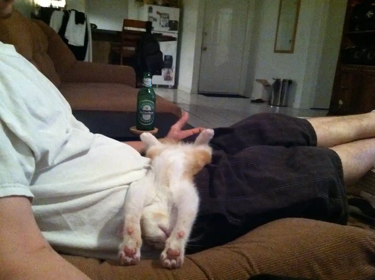 A person lounging on a brown couch with a Heineken beer bottle on a coaster nearby, holding a small white kitten that is…