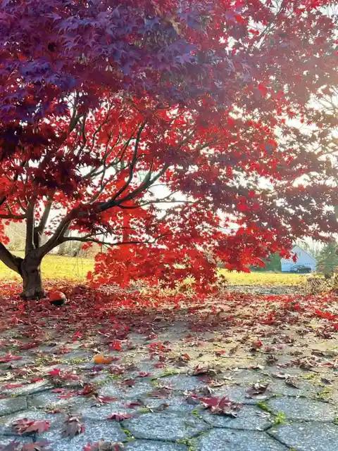 A vibrant autumn scene featuring a tree with brilliant red and purple leaves, its branches spreading over a stone-paved path…
