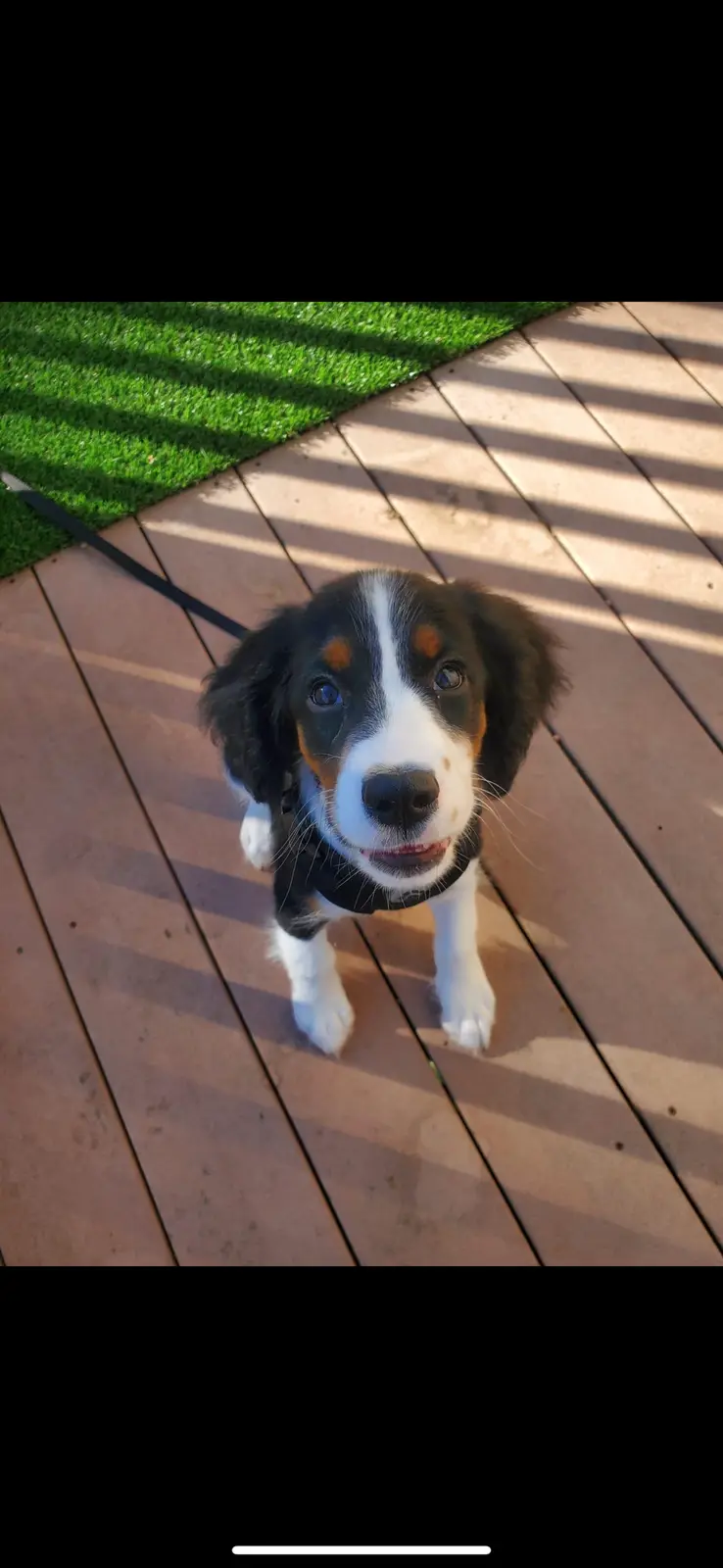 A small black, white, and tan puppy with floppy ears and a white blaze on its face looks up at the camera with a slightly…