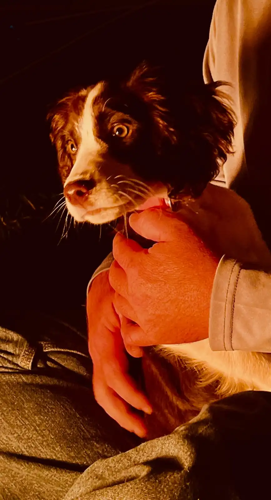 A close-up photo shows a brown and white dog with wide, startled eyes looking off to the side, held gently in a person's…
