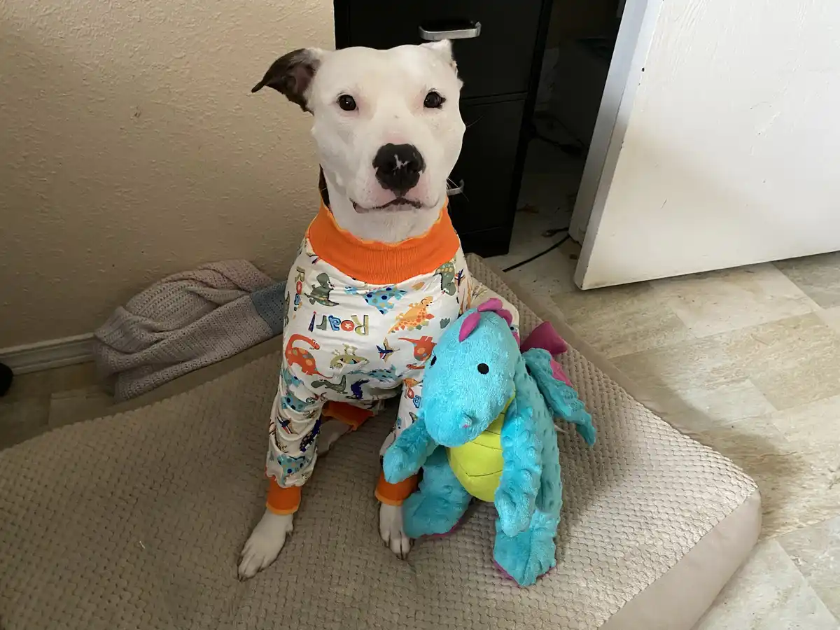 A white pit bull dog wearing colorful dinosaur-themed pajamas sits upright on a beige pet bed, holding a blue plush dragon…