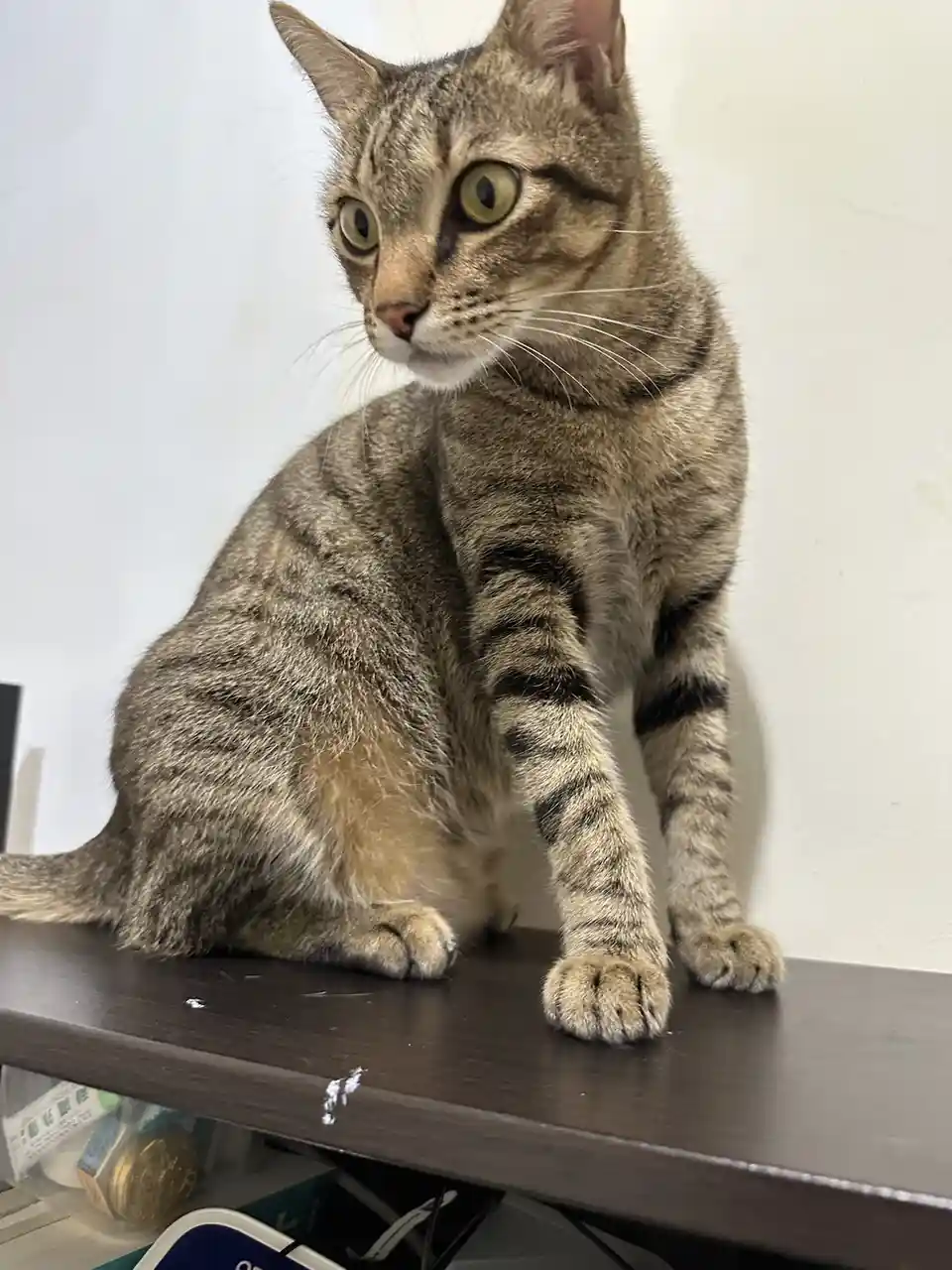 A tabby cat with wide, startled-looking eyes sits upright on a dark wooden shelf, looking off to the side with an expression…