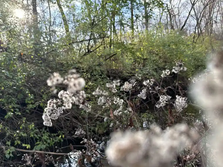 A blurry photo of white, fluffy plant seed heads in the foreground with a sunlit forest background. The overlaid text reads…