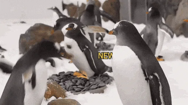 A sequence of images shows penguins in a snowy environment, with overlaid text that reads 'WHATCHYA GOT? W.POST', 'WEIRD…