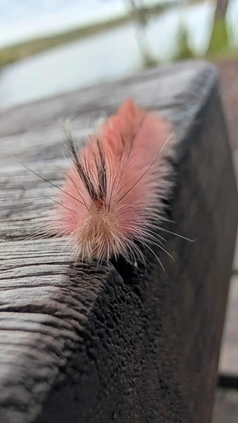 A close-up photo shows a fuzzy, pinkish-orange caterpillar with long black and white hairs crawling on a weathered wooden…