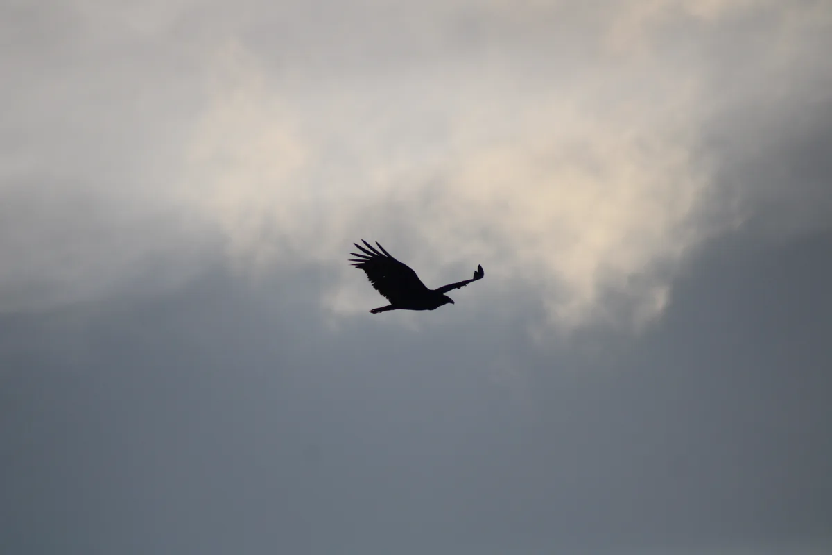 A silhouette of a large bird, likely an eagle or hawk, is captured mid-flight against a cloudy sky. The bird's wings are…
