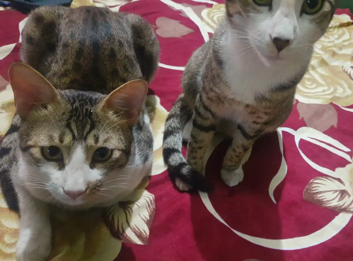 Two tabby cats sit on a red floral-patterned blanket; one has another cat perched on its back, looking directly at the…