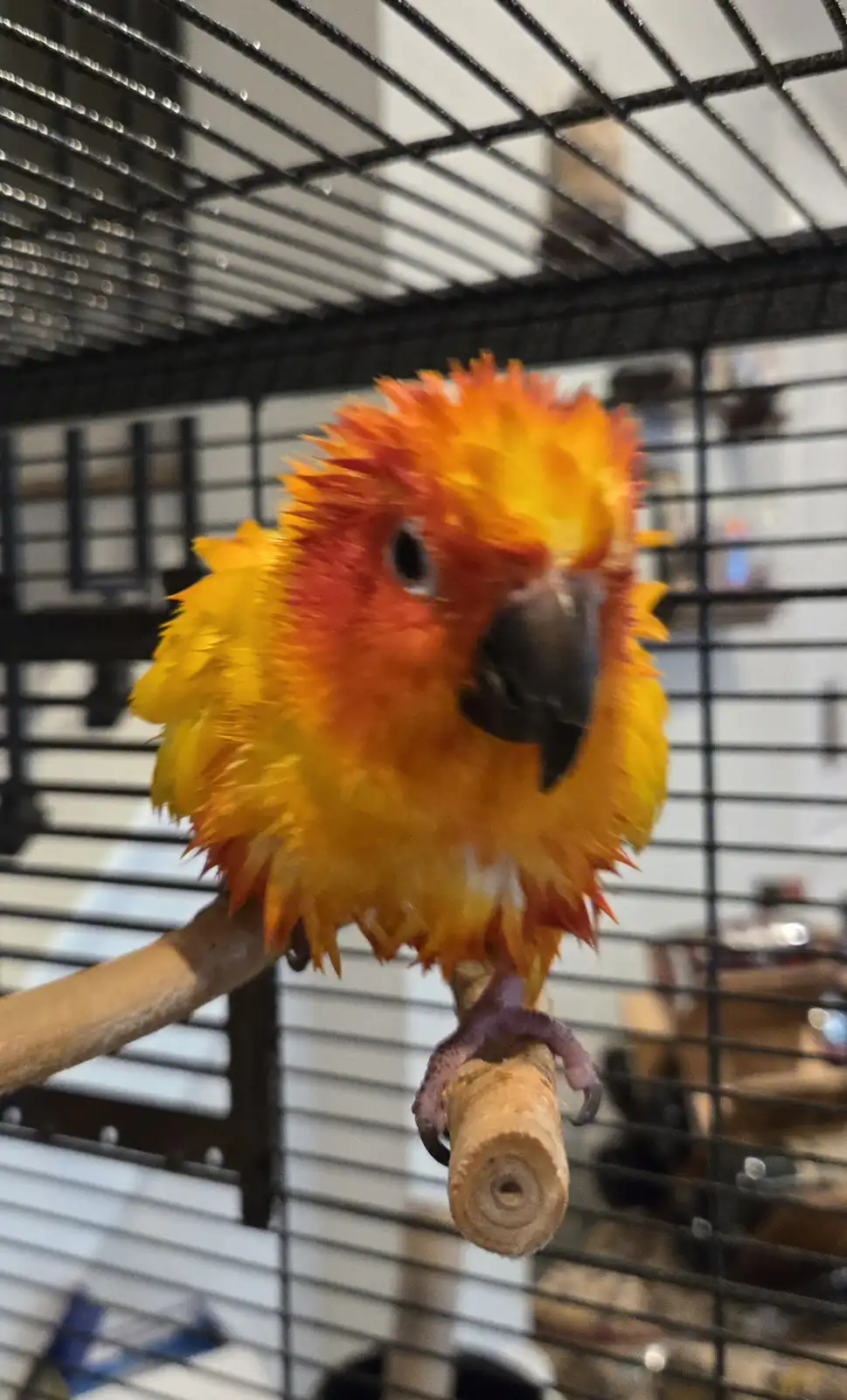 A close-up photo of a small, brightly colored parrot with orange and yellow feathers perched on a wooden stick inside a…