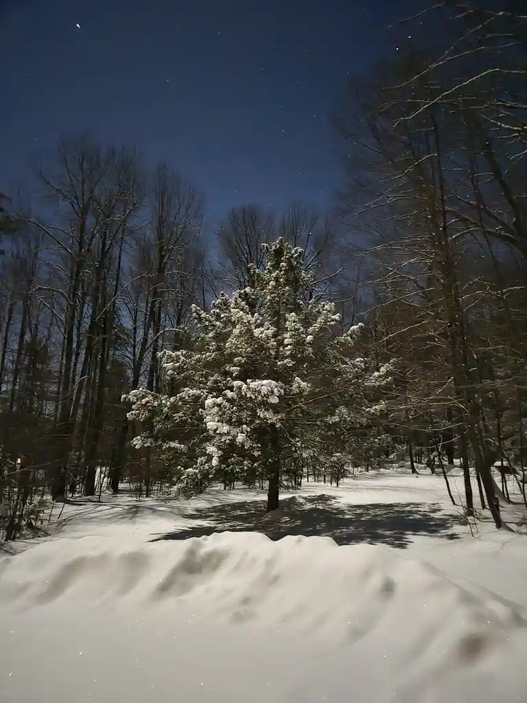 A snowy forest at night under a starry sky, featuring a prominent snow-covered evergreen tree surrounded by bare trees. The…
